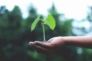 A hand holding a plant source: Photo by Akil Mazumder: https://www.pexels.com/photo/person-holding-a-green-plant-1072824/